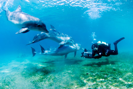 buvar-delfin-eilat
