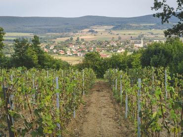 Szőlőtőkék rendezett sorai, a távolban a hegy oldalában egy falu