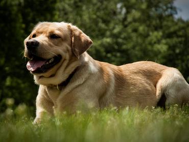 Labrador fekszik a fűben