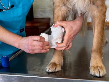 állatorvost kötést tesz egy kutya lábára, közeli fotó