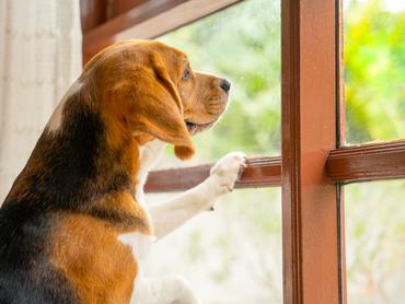 Egy beagle a csukott abaknál néz ki