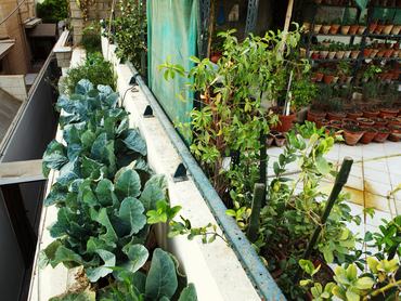 "Brokkoli, fűszernövények és zöldségek termesztése biogazdálkodásból cserepekben a Terrace Kitchen kertben."