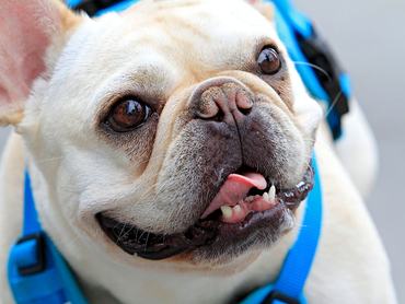 francia bulldog lógó nyelvvel