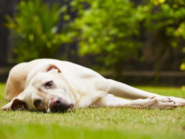 Labrador retriever a füvön fekszik