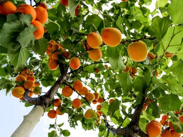 Kajszibarackok egy fán.