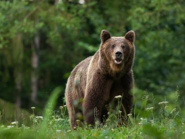 Nagy méretű portré egy kárpáti barna medvéről, amint a kamerába néz természetes környezetben, Európa romániai erdeiben, zöld háttér előtt.