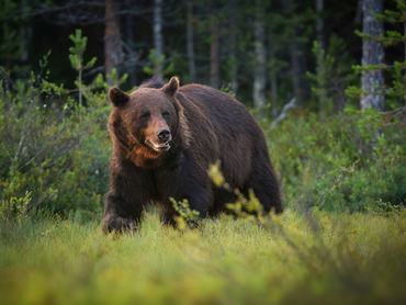 Barnamedve a természetben (Ursus arctos)