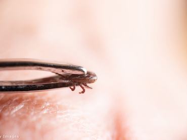 Kullancs egy csipeszben