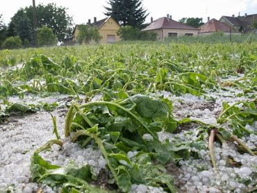 elverte a jég a termést, a földön a jégeső nyoma a letarolt növények között