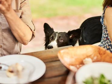 Border collie egy kinti asztalnál ételért könyörög